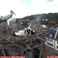 17_45-nest.jpg