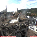 17_50-nest.jpg