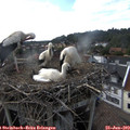 17_55-nest.jpg