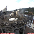 18_00-nest.jpg