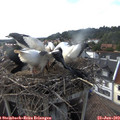 18_05-nest.jpg