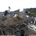 18_10-nest.jpg