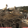 18_15-nest.jpg