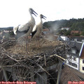 18_20-nest.jpg