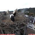 18_25-nest.jpg