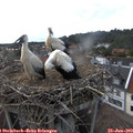 18_30-nest.jpg