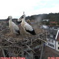 18_35-nest.jpg