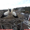 18_40-nest.jpg