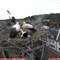 18_45-nest.jpg