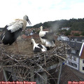 18_50-nest.jpg