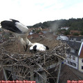 18_55-nest.jpg