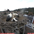 19_00-nest.jpg