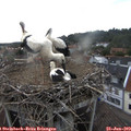 19_05-nest.jpg