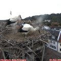 19_10-nest.jpg