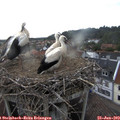 19_15-nest.jpg