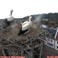 19_20-nest.jpg