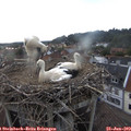 19_25-nest.jpg