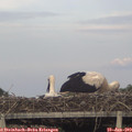 19_30-mast.jpg