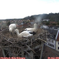 19_30-nest.jpg