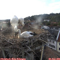 19_35-nest.jpg