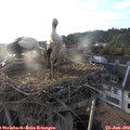 19_40-nest.jpg