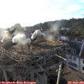19_45-nest.jpg