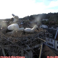 19_50-nest.jpg