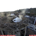 19_55-nest.jpg