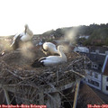 20_00-nest.jpg