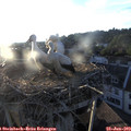 20_10-nest.jpg