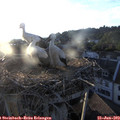 20_15-nest.jpg