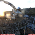 20_55-nest.jpg
