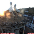 21_05-nest.jpg
