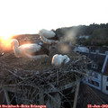 21_15-nest.jpg