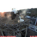 21_20-nest.jpg