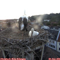 21_25-nest.jpg