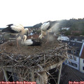 05_20-nest.jpg