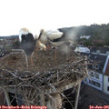 05_25-nest.jpg