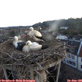 05_30-nest.jpg