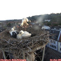 05_35-nest.jpg