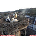 05_40-nest.jpg