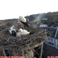05_45-nest.jpg