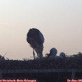 05_50-mast.jpg