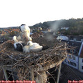 05_50-nest.jpg