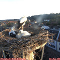 05_55-nest.jpg