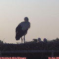 06_00-mast.jpg