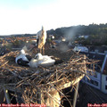 06_00-nest.jpg