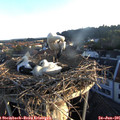 06_05-nest.jpg