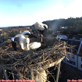 06_10-nest.jpg