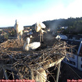 06_15-nest.jpg